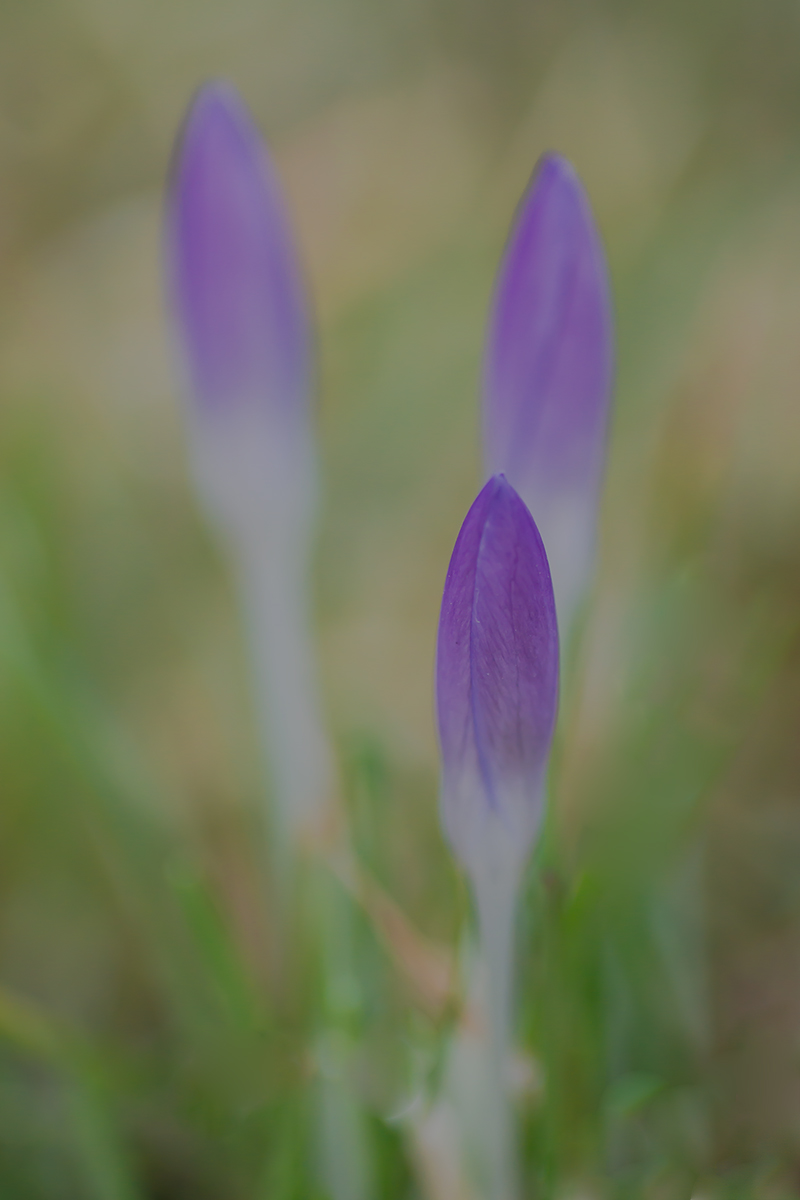 krokus-1.jpg