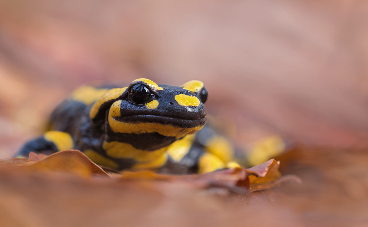 salamander8 Kopie.jpg