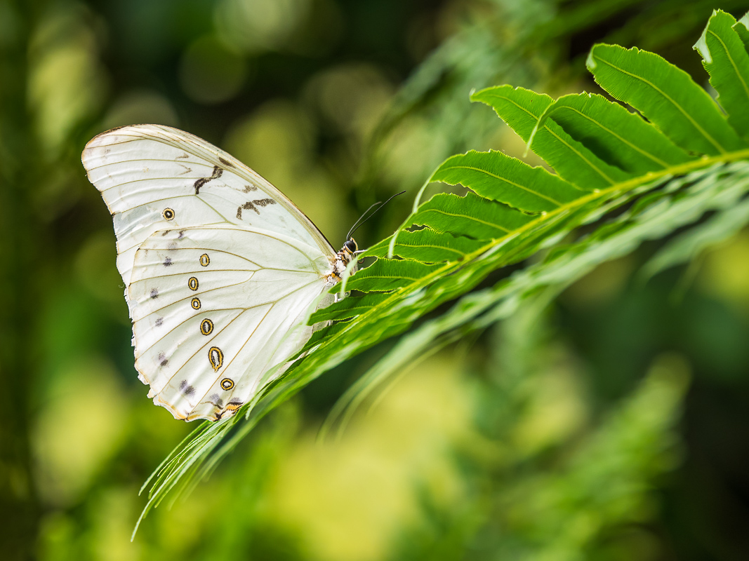 Weisser Morpho (1 von 1).jpg