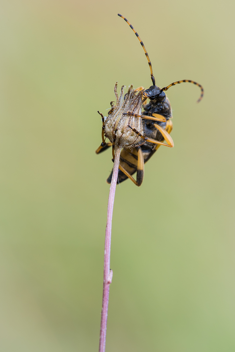 Gefleckter Schmalbock-3916.jpg