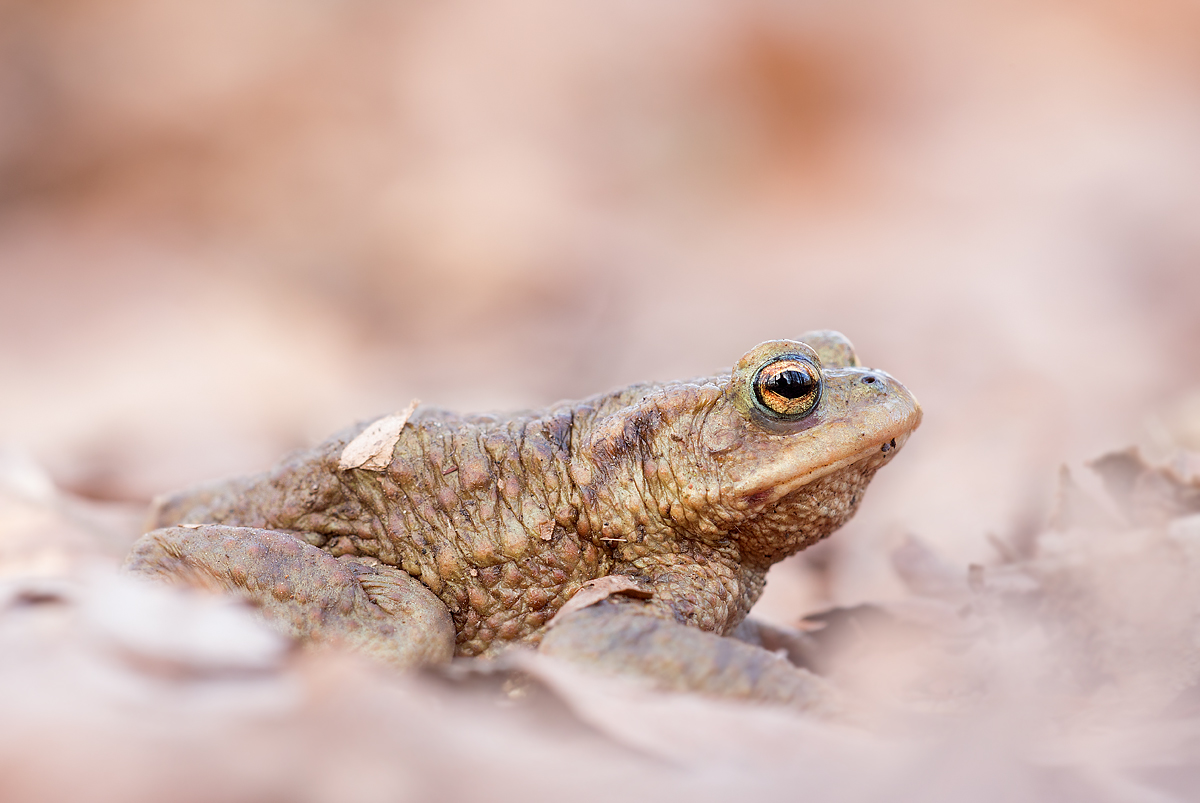 _MG_4601-Bearbeitet Kopie.jpg