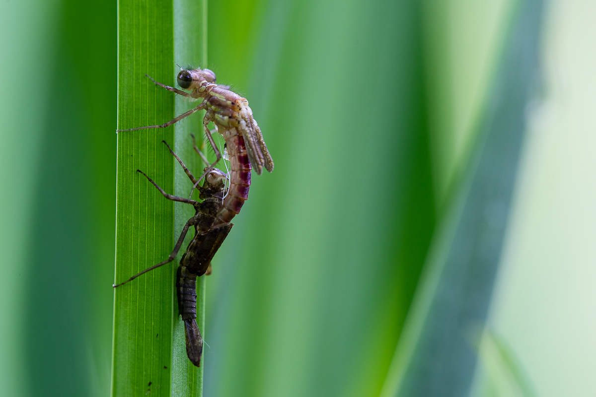 Adonis Schlupf (2 von 4).jpg