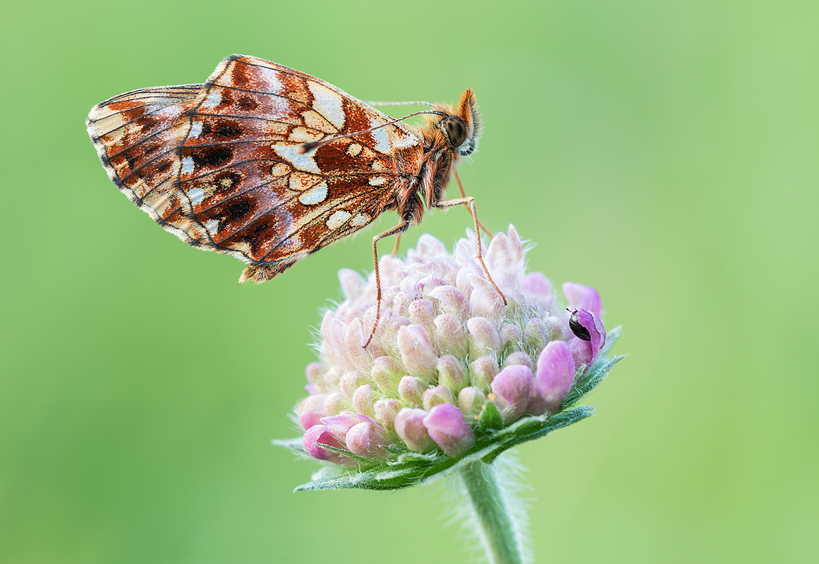 Magerrasenperlmuttfalter Kopie.jpg