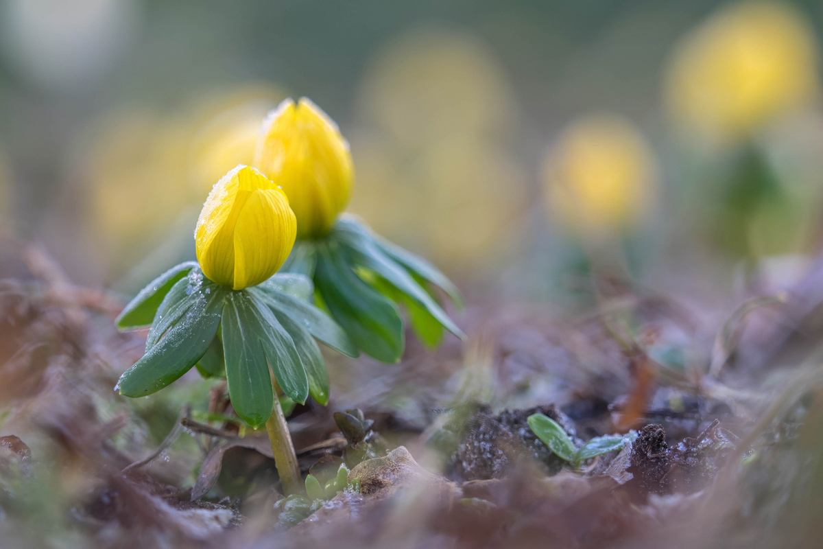 Eranthis hyemalis-Winterling-P2180040-1-define -verkl.jpg