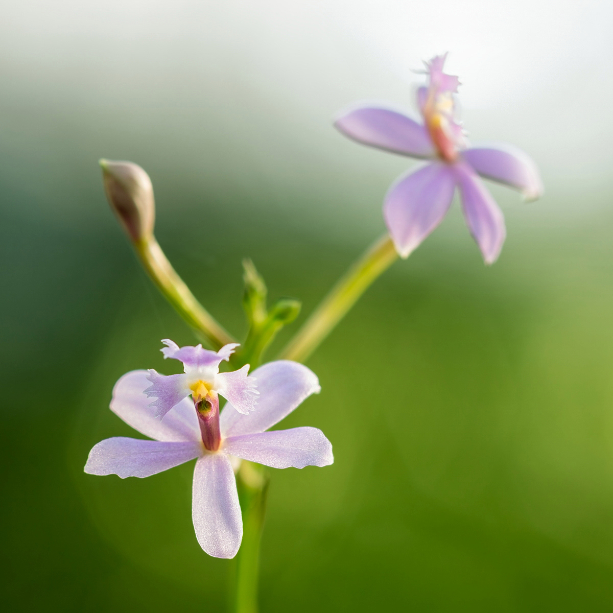Epidendrum 6466-1; Orchidaceae (1).jpg