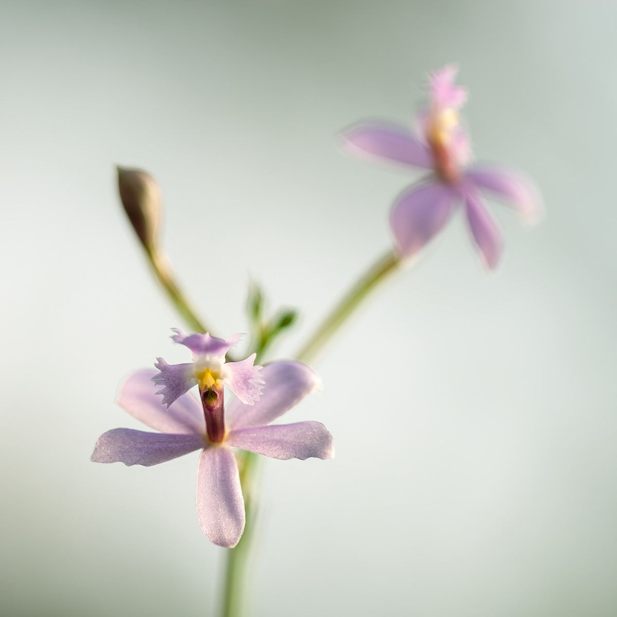 Epidendrum 6466-1; Orchidaceae (2).jpg