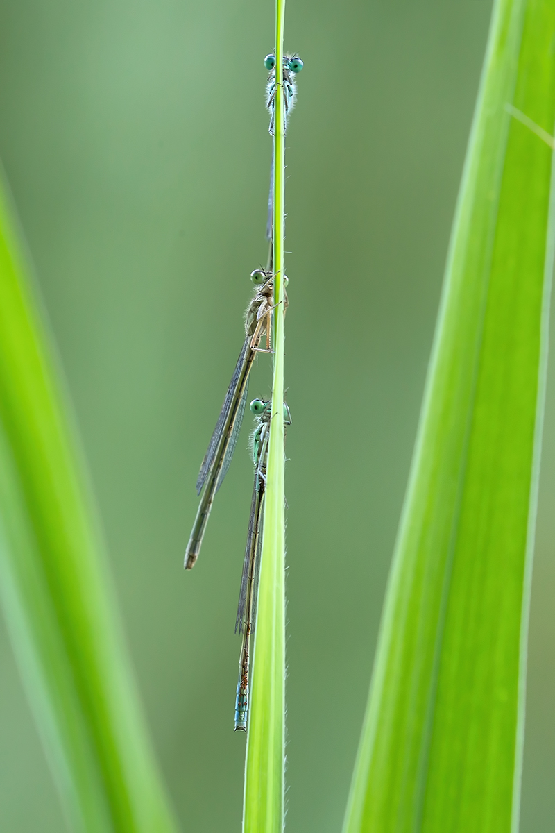 3Libellen-red.jpg