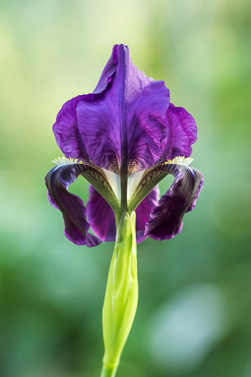 Iris pseudopumila ´Bicapitata´ 5556-1; Iridaceae (1)-1.jpg