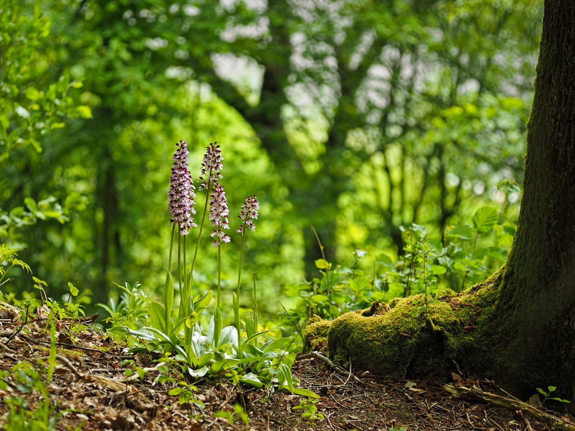 Orchis-purpurea_1-EG008546---Kopie.jpg