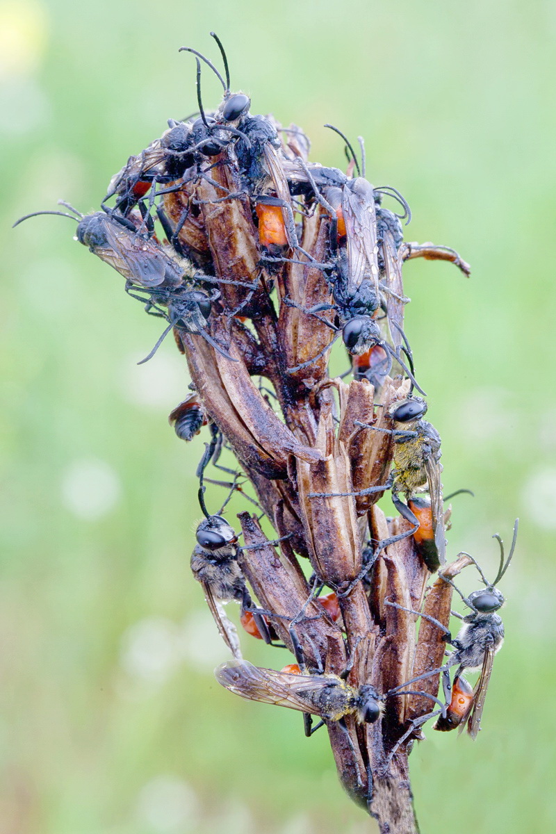 9 Sphex funerarius Schlafnest der Männchen.jpg