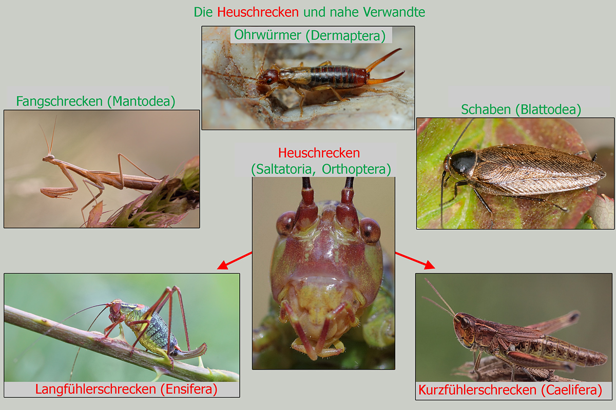 3-Verwandtschaft.jpg