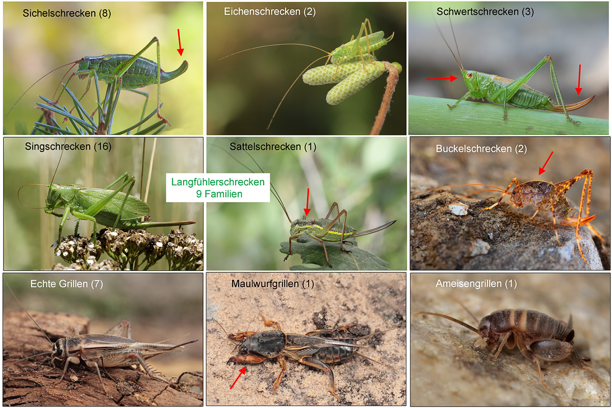 4-Langfühlerschrecken-Famil.jpg