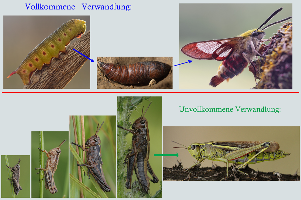 7-Vollkommene-Verwandlung.jpg