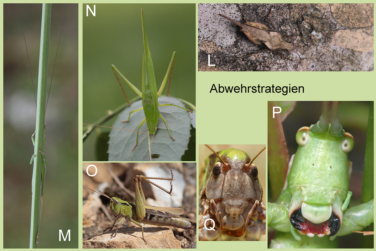 11-Abwehrstartegien.jpg