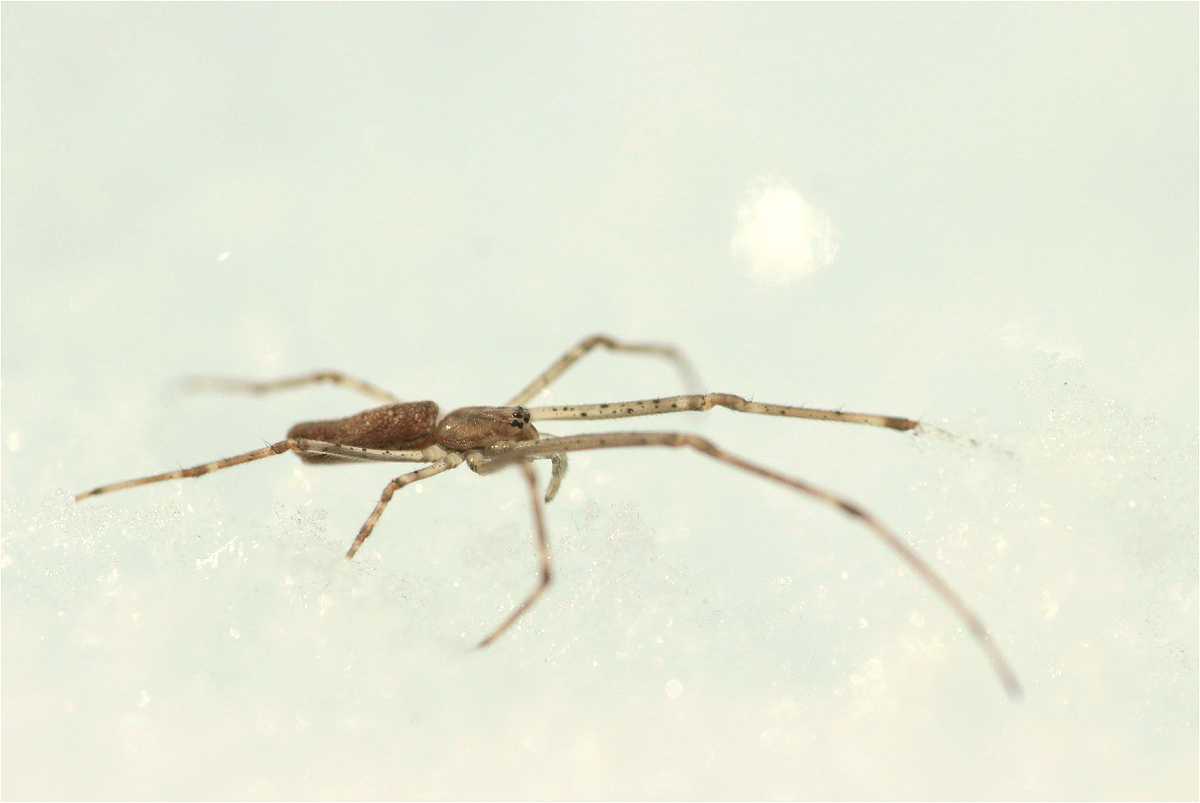 tetragnatha01makro.jpg