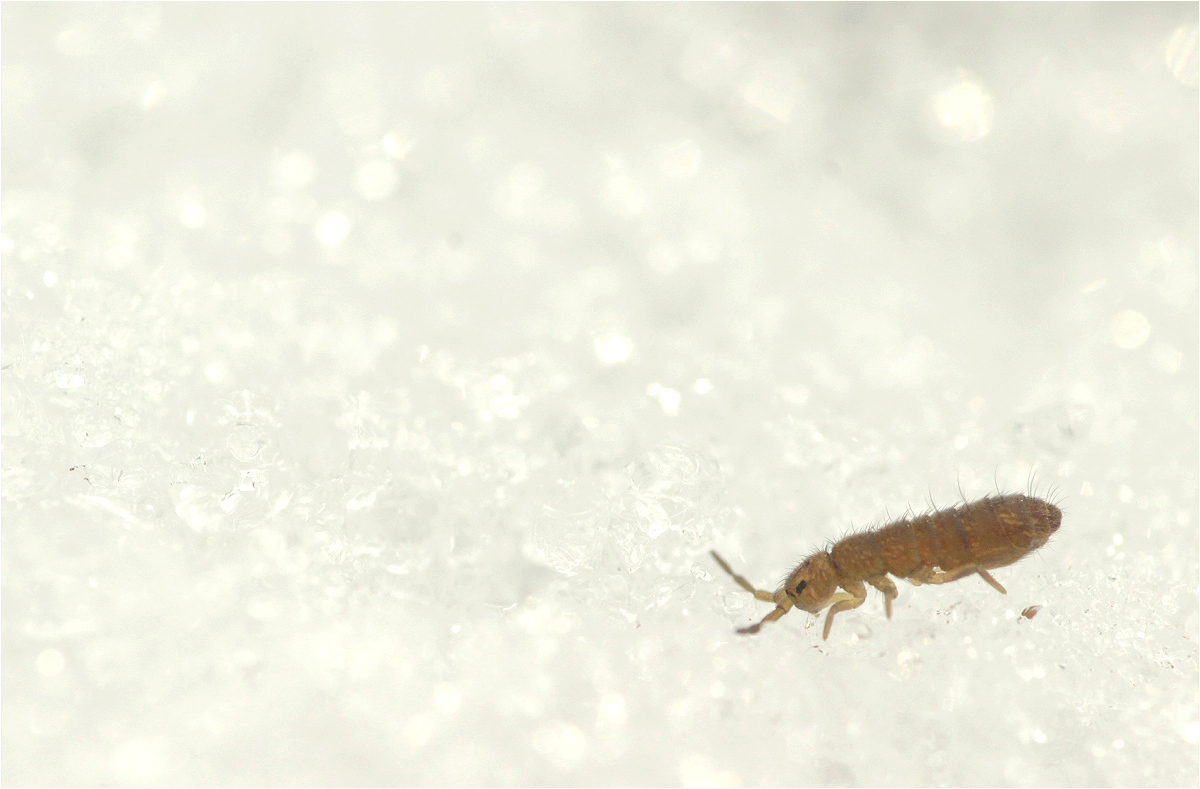 Isotoma viridis02makrob.jpg