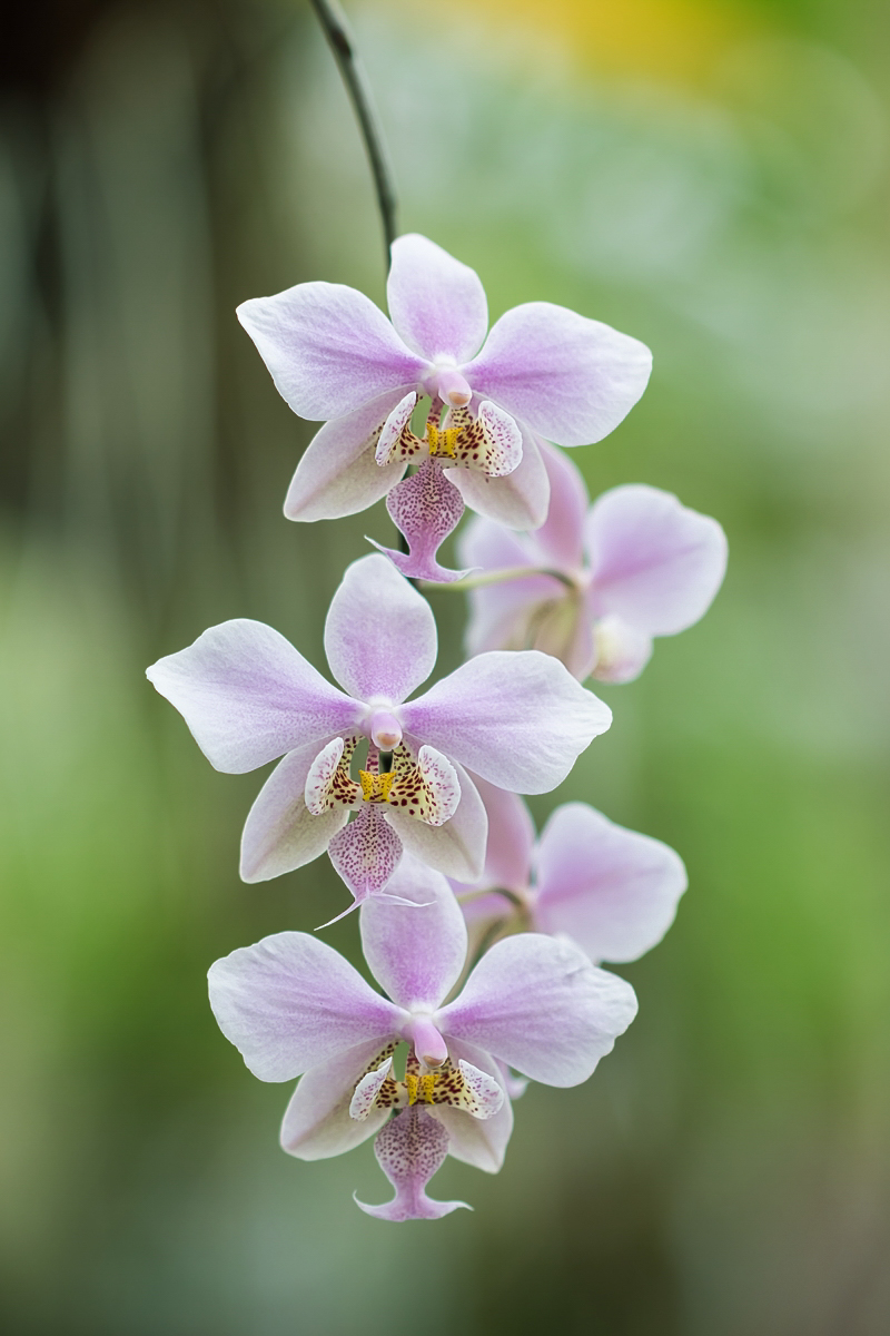 Phalaenopsis schilleriana 3438-1; Orchidaceae (1).jpg