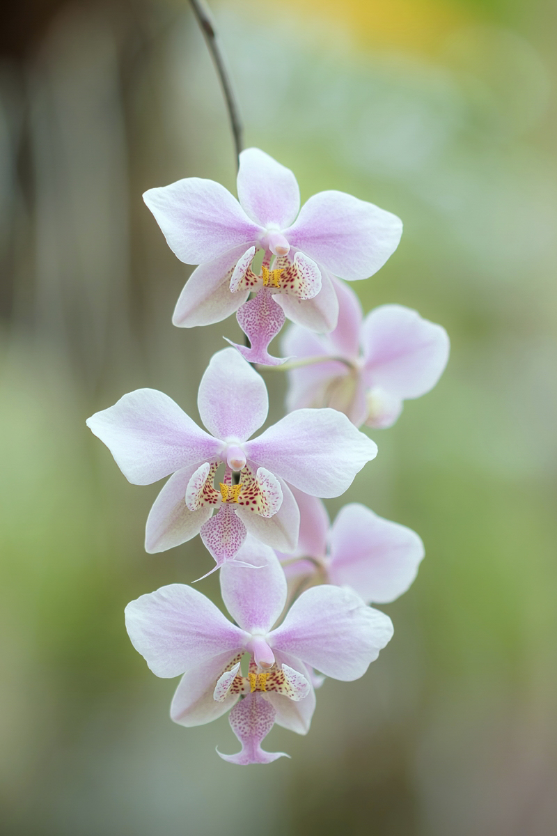 Phalaenopsis schilleriana 3438-1; Orchidaceae (1a).jpg