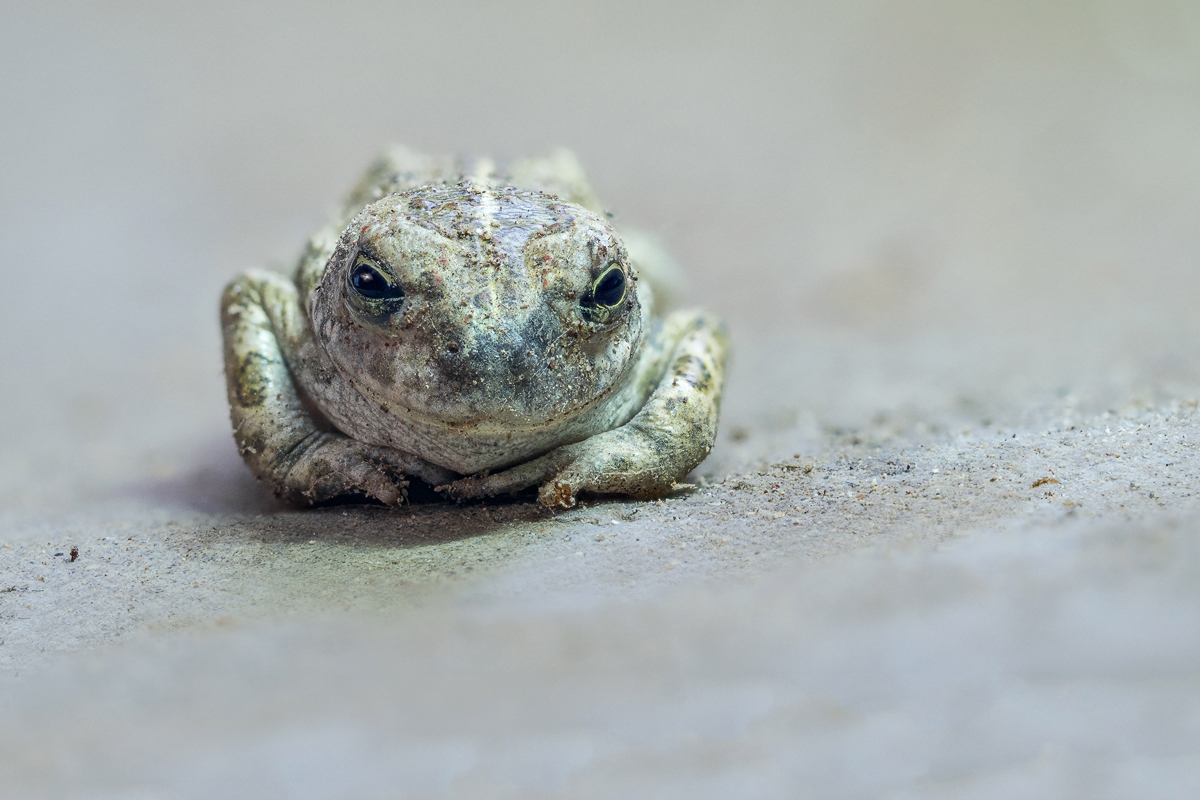 Stack 20180315-161125-001-21-43-corr-EXT-compr-1200-800-MFDE-JM.jpg