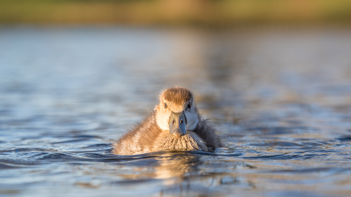 Nilgänse 2018 III (1 von 1)-2.jpg