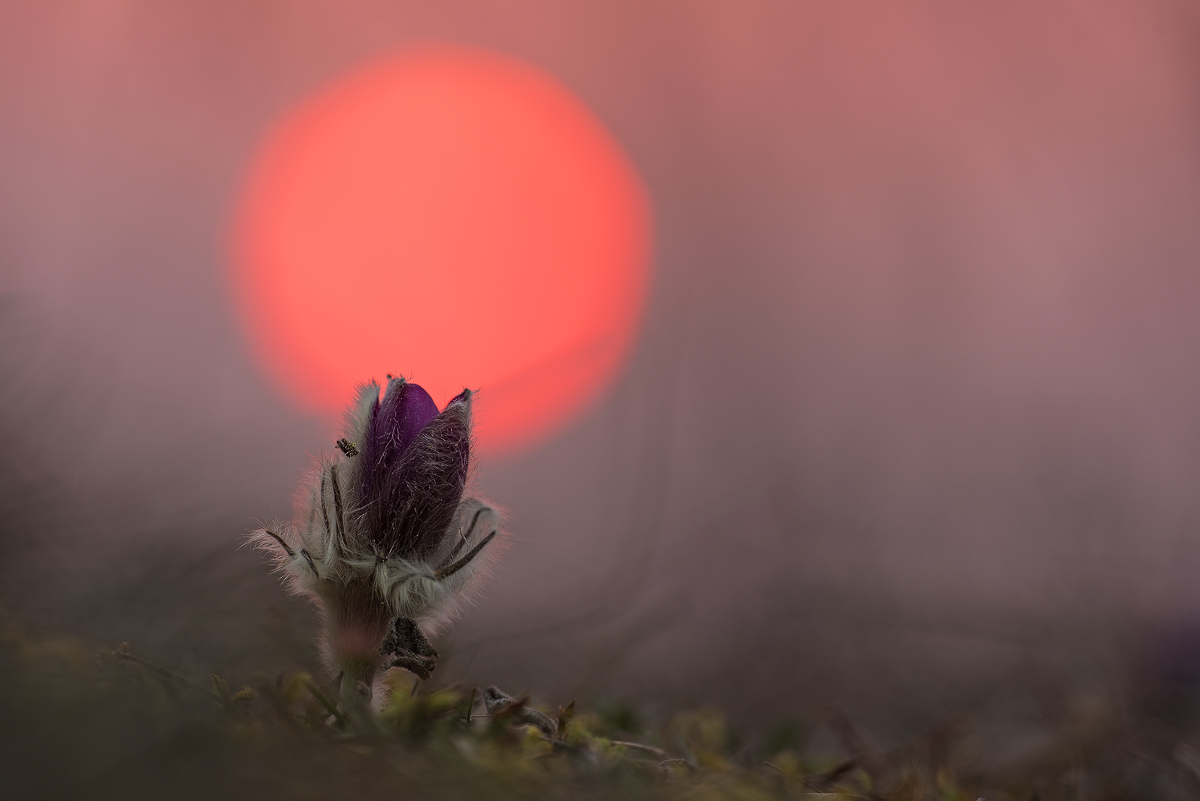 DSC_8081 - Kopie.jpg