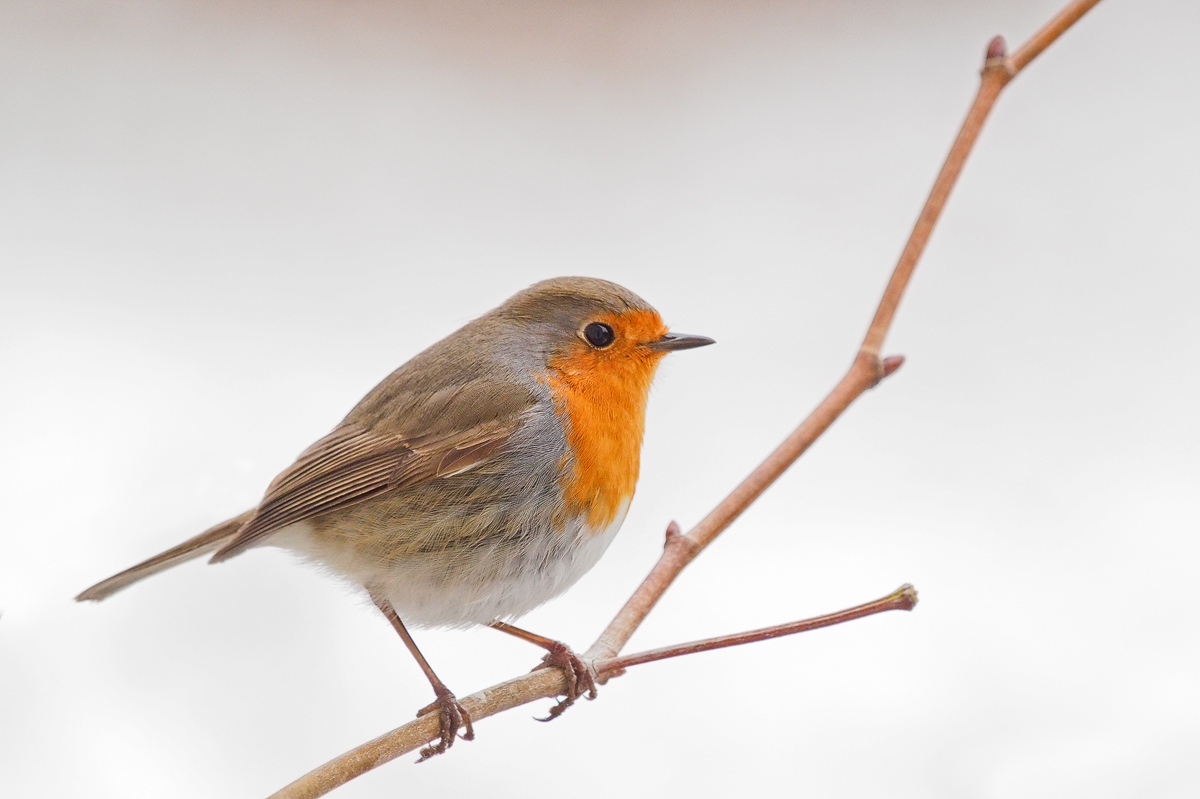 Erithacus-rubecula-OOG86066---Kopie.jpg