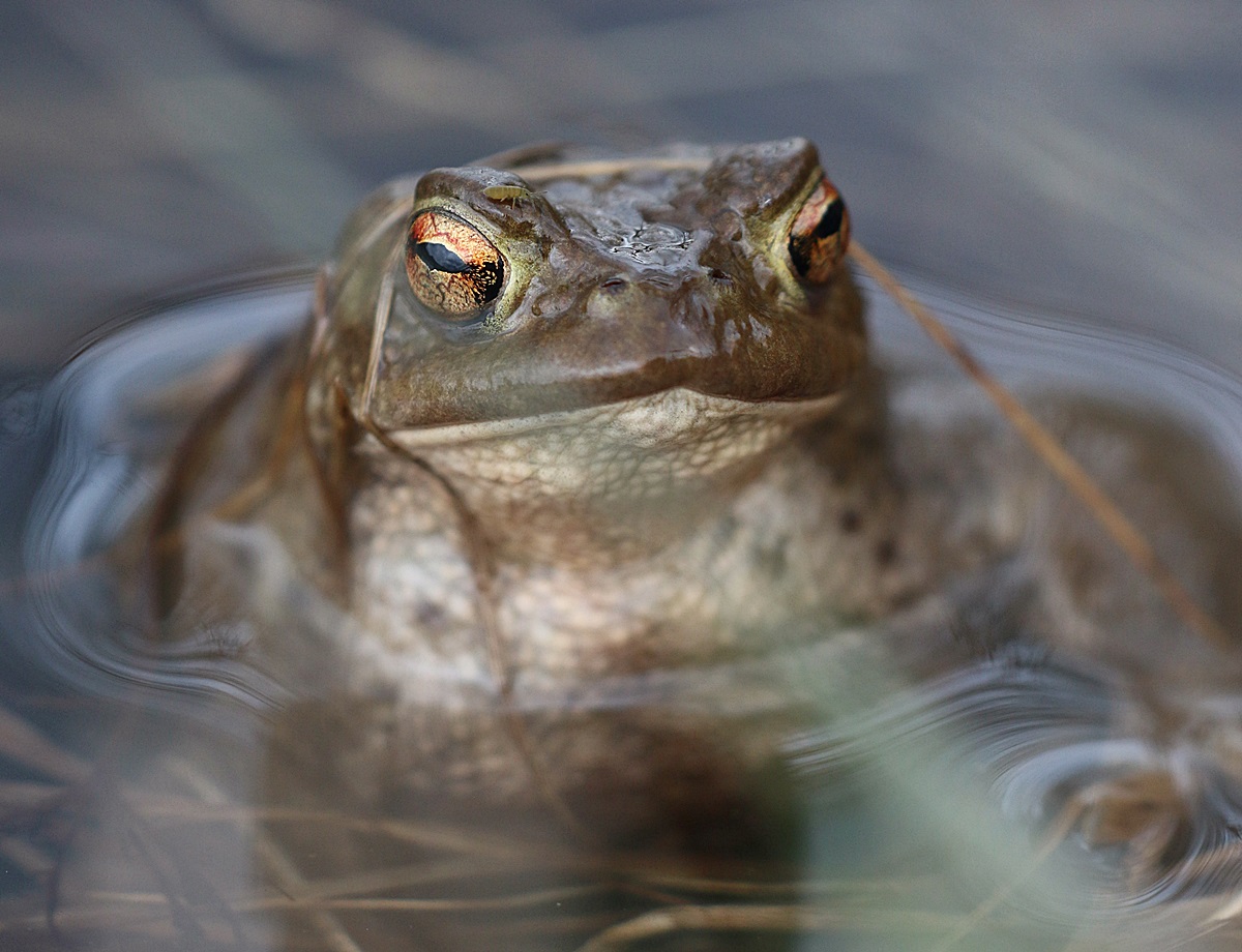 kugelspringer an erdkröte.JPG