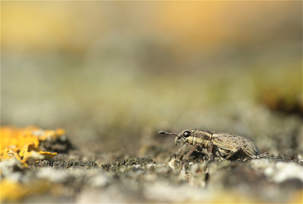 Sitona humeralis 44933025wmakro.jpg
