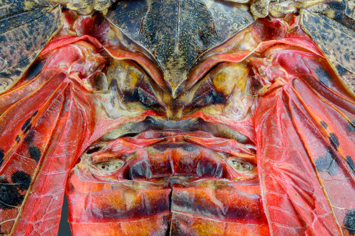 Cicada_1200.jpg