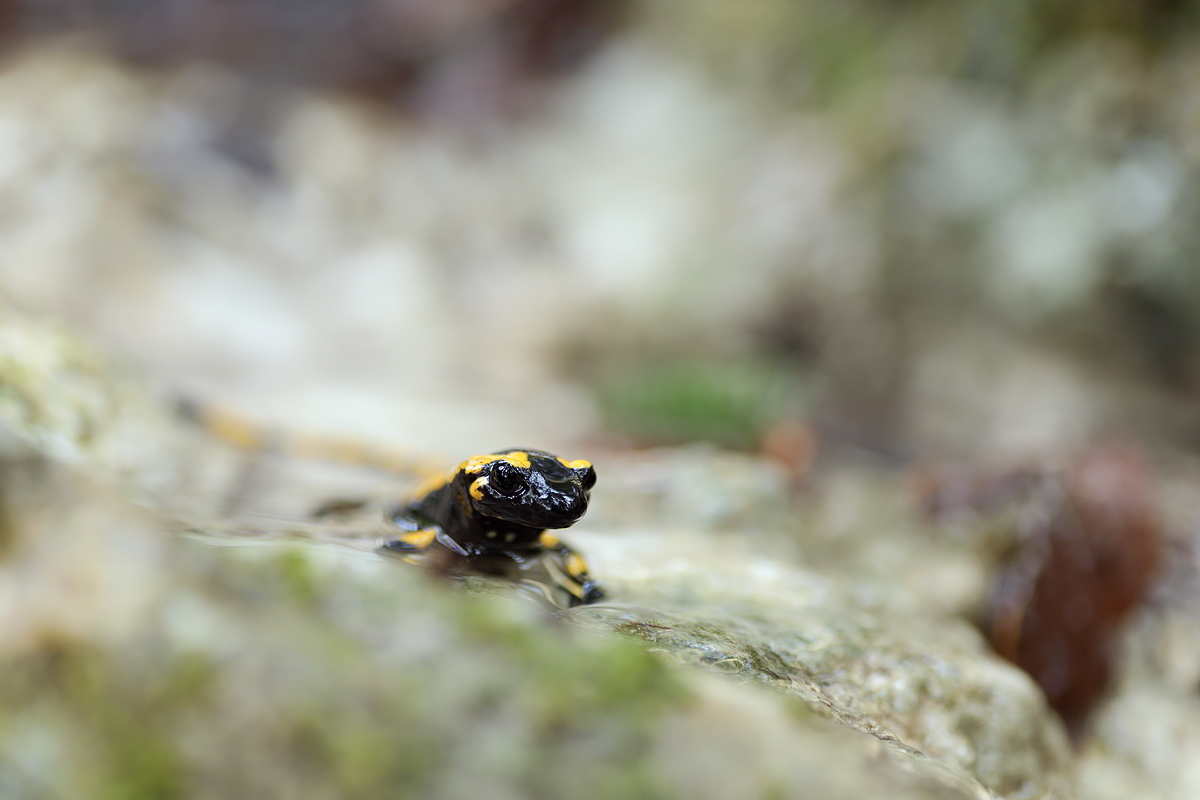 03_04_2018_4167 .JPG