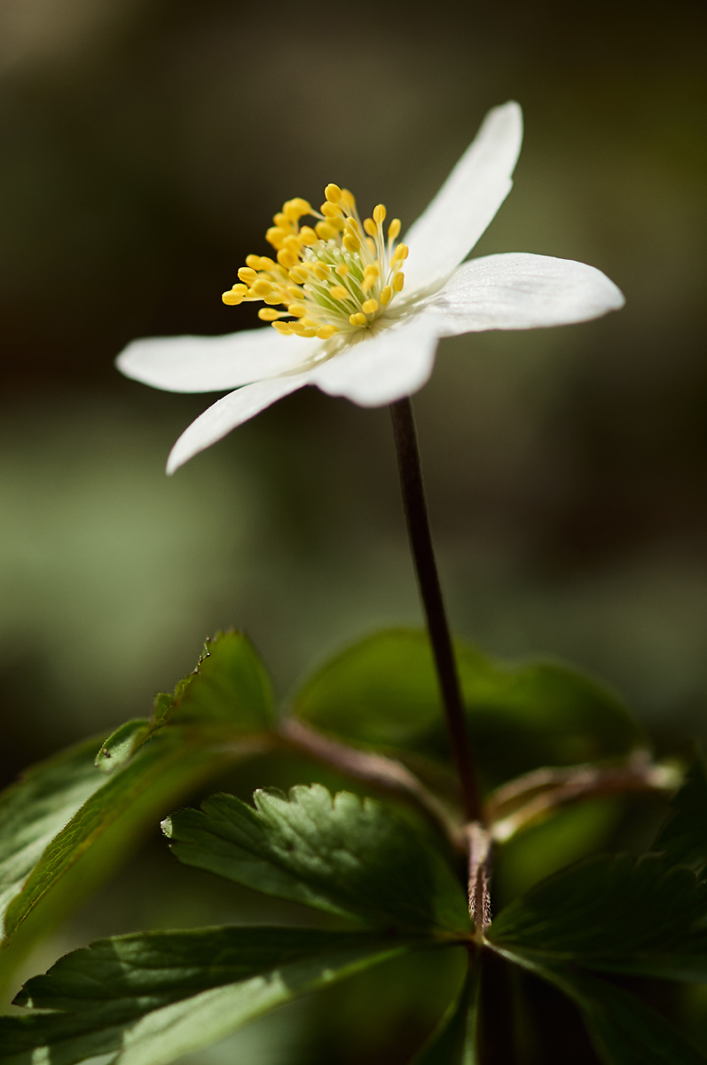 Anemone nemorosa 085240_1200.jpg