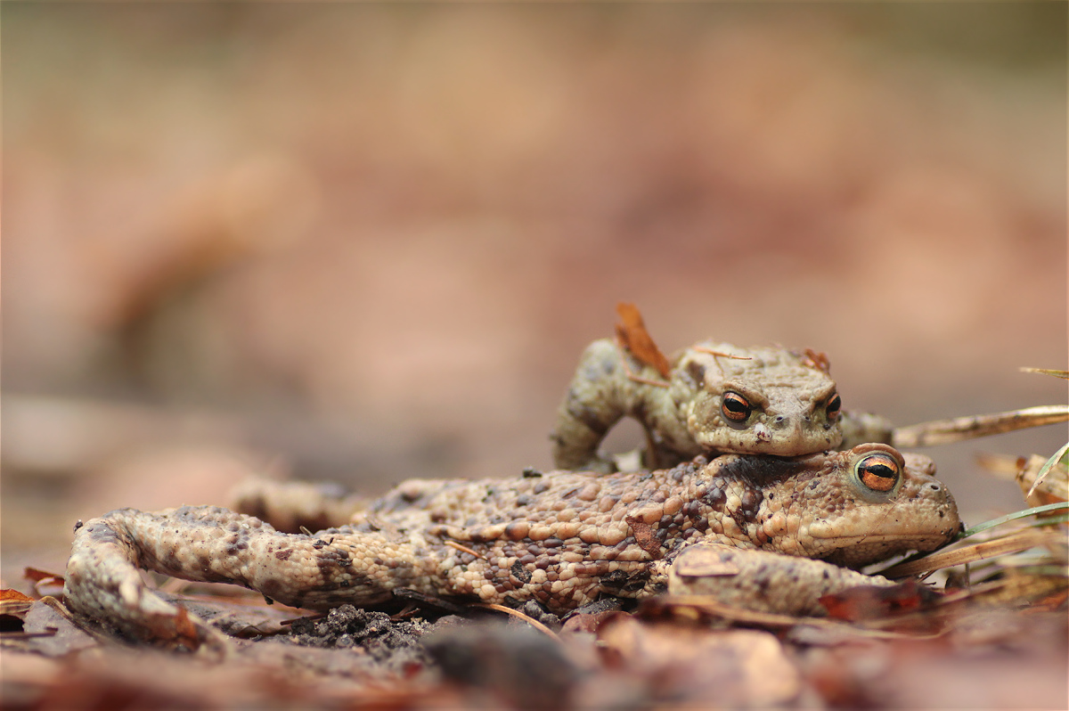 Bufo bufo female defence 01 47623166makro.jpg