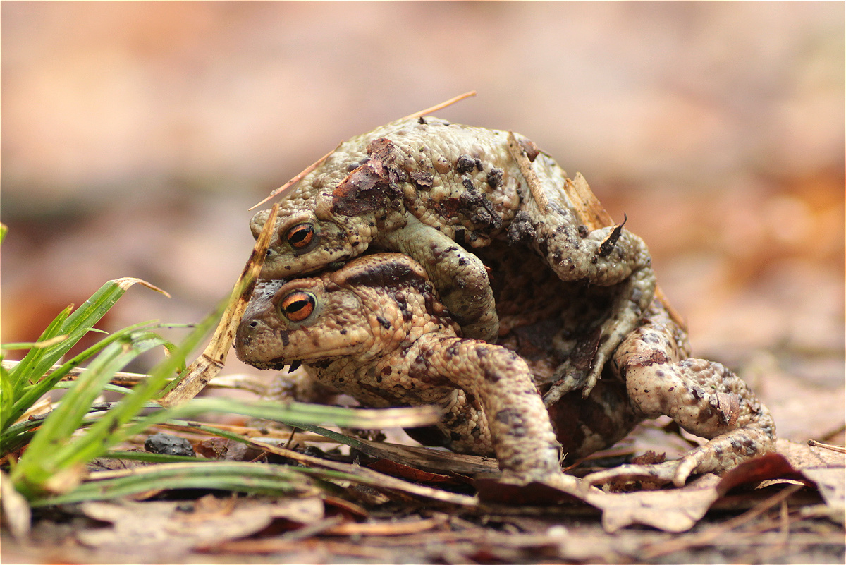 Bufo bufo female defence 02 35702384makro.jpg