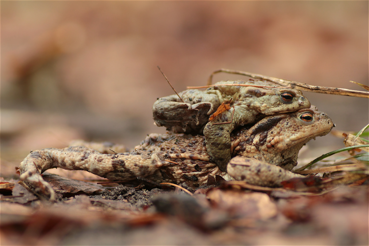 Bufo bufo female defence 03 44872997makro.jpg