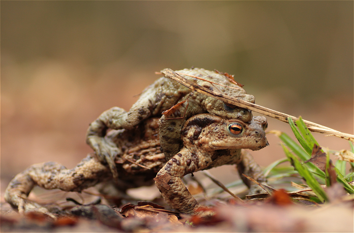 Bufo bufo female defence 05 45573005makro.jpg