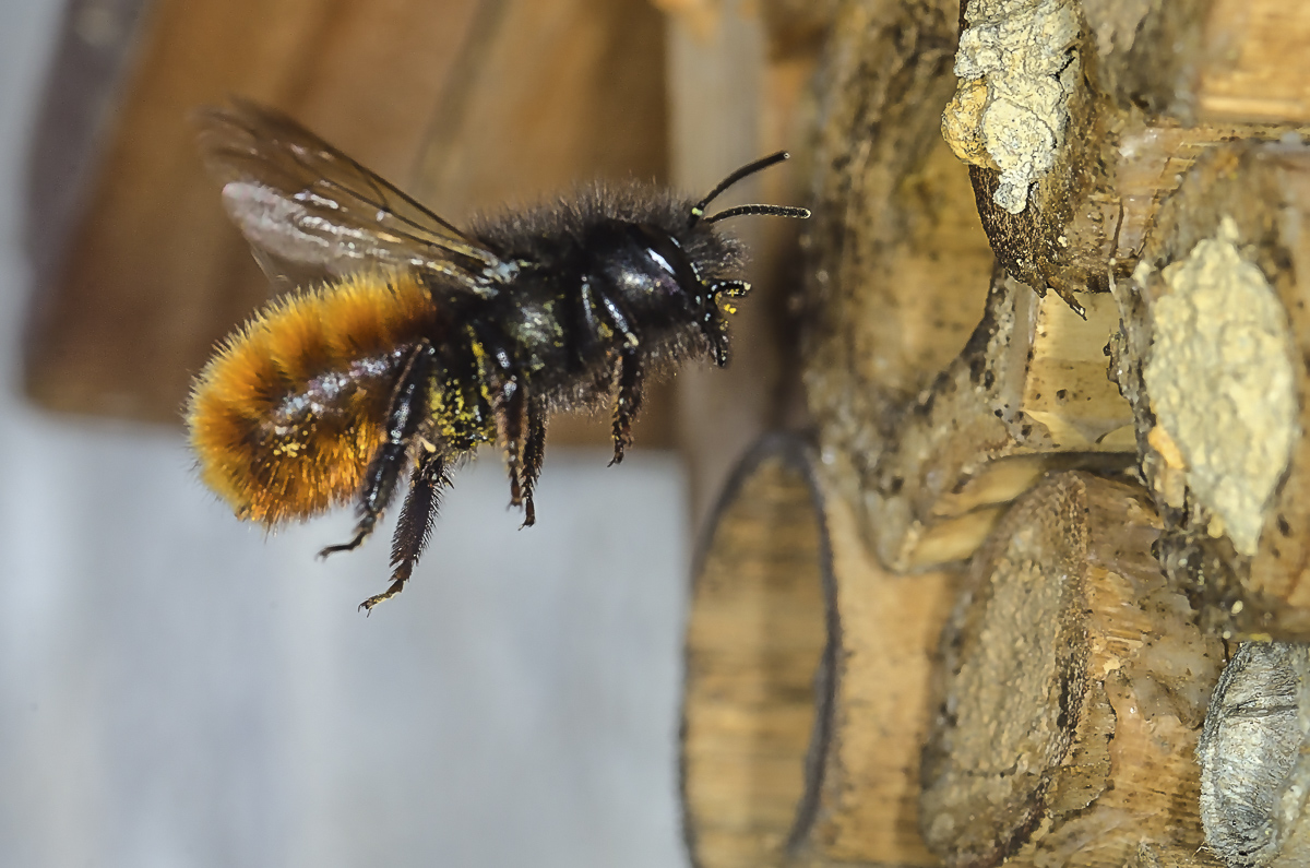 Bienenhotel Wildbiene.jpg