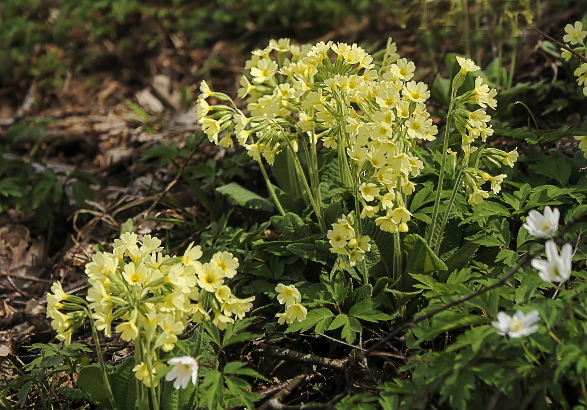 schluesselblume.jpg