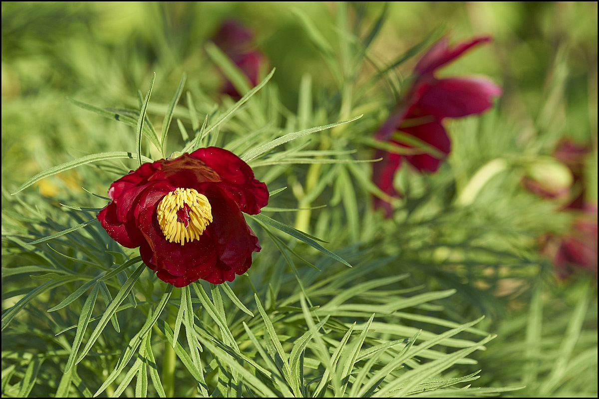 Paeonia tenuifolia2.jpg