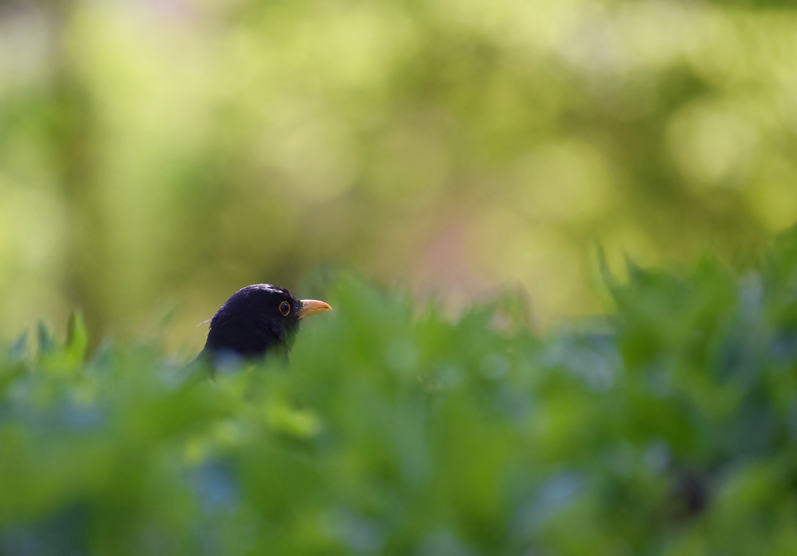 Amsel-1.JPG