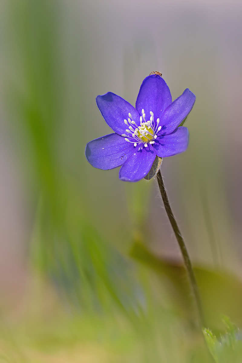 compLeberblümchen6.4.2018OberseeStackDSC_6551-6553.jpg