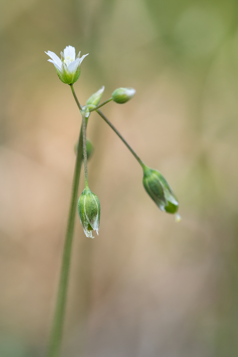 Holosteum umbellatum; Caryophyllaceae (2)-2.jpg