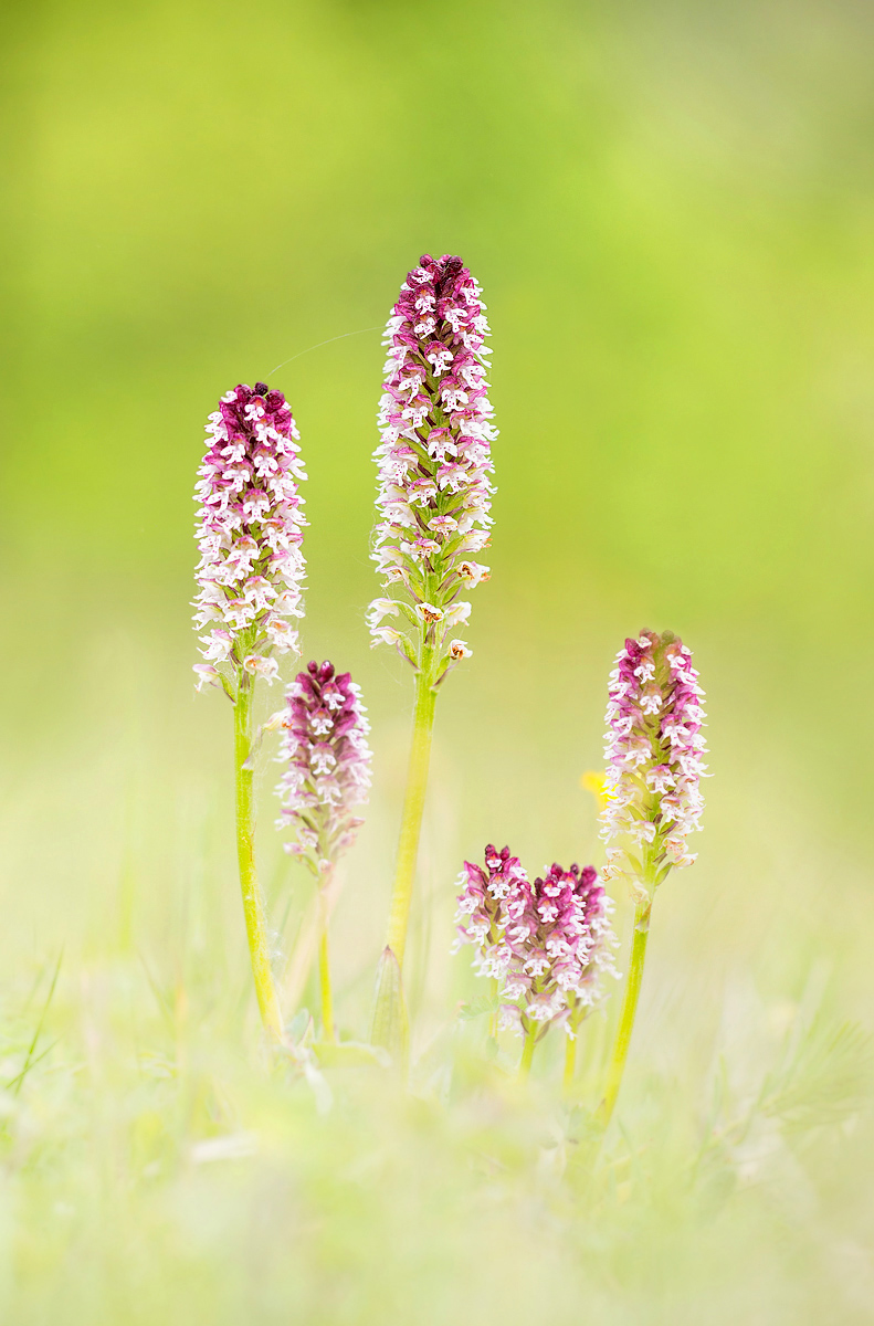 _MG_3232-Bearbeitet 2Kopie Kopie.jpg