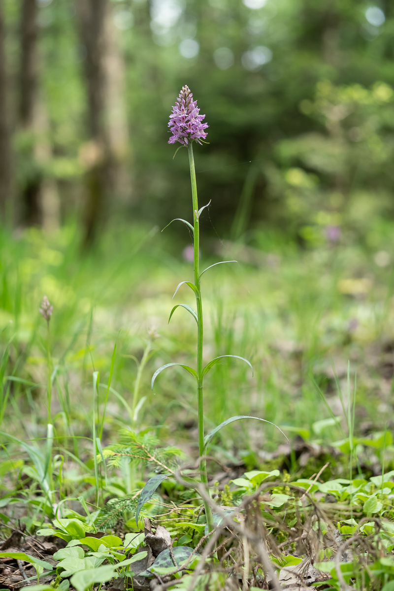 Orchidee-1.jpg