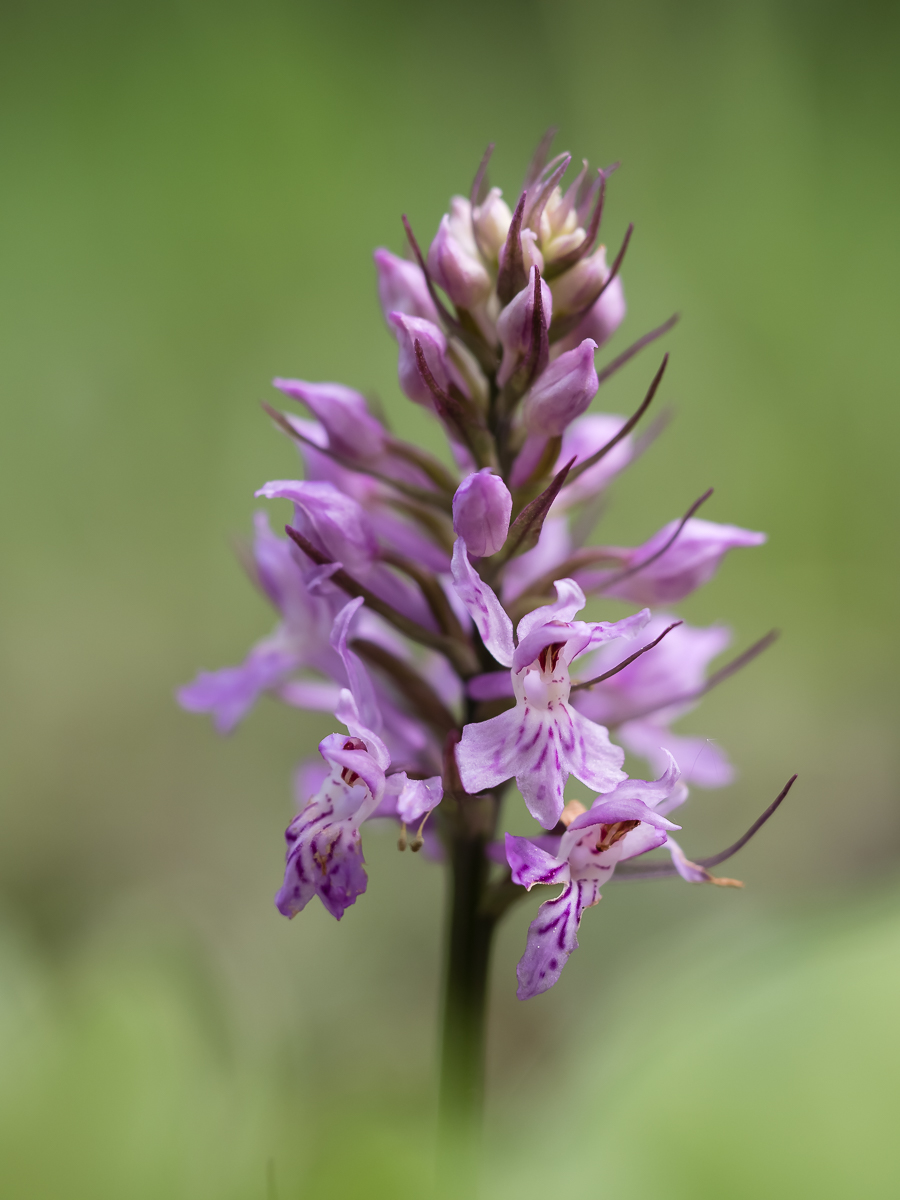 Orchidee-2.jpg