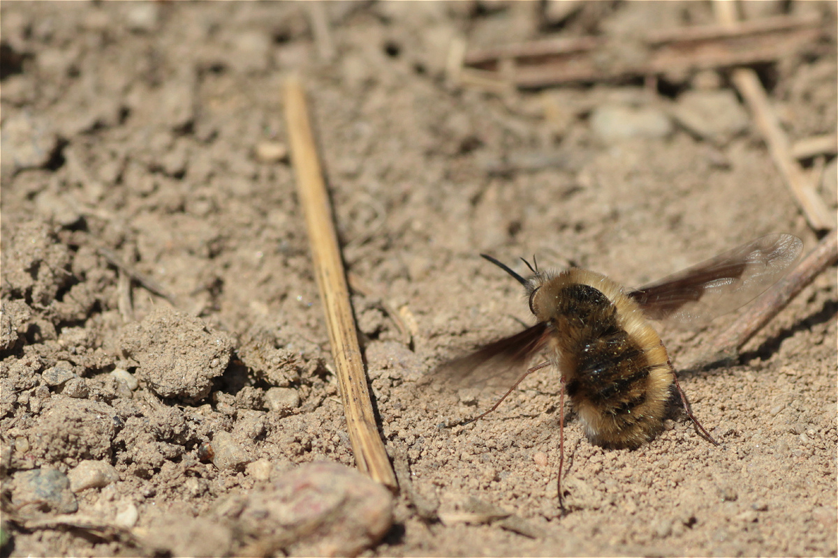 wolli Sandkammer 00.jpg