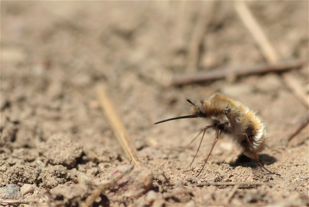 wolli Sandkammer 02.jpg