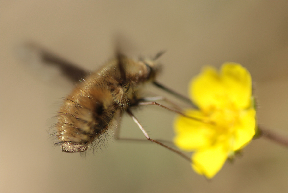 wolli Sandkammer 03.jpg