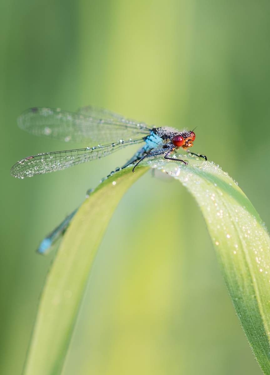 granat01 (1 von 1).jpg