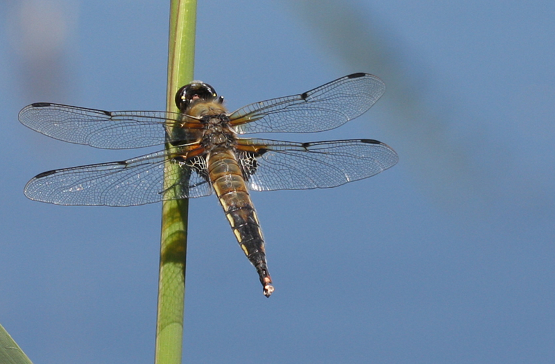 libelle1.jpg