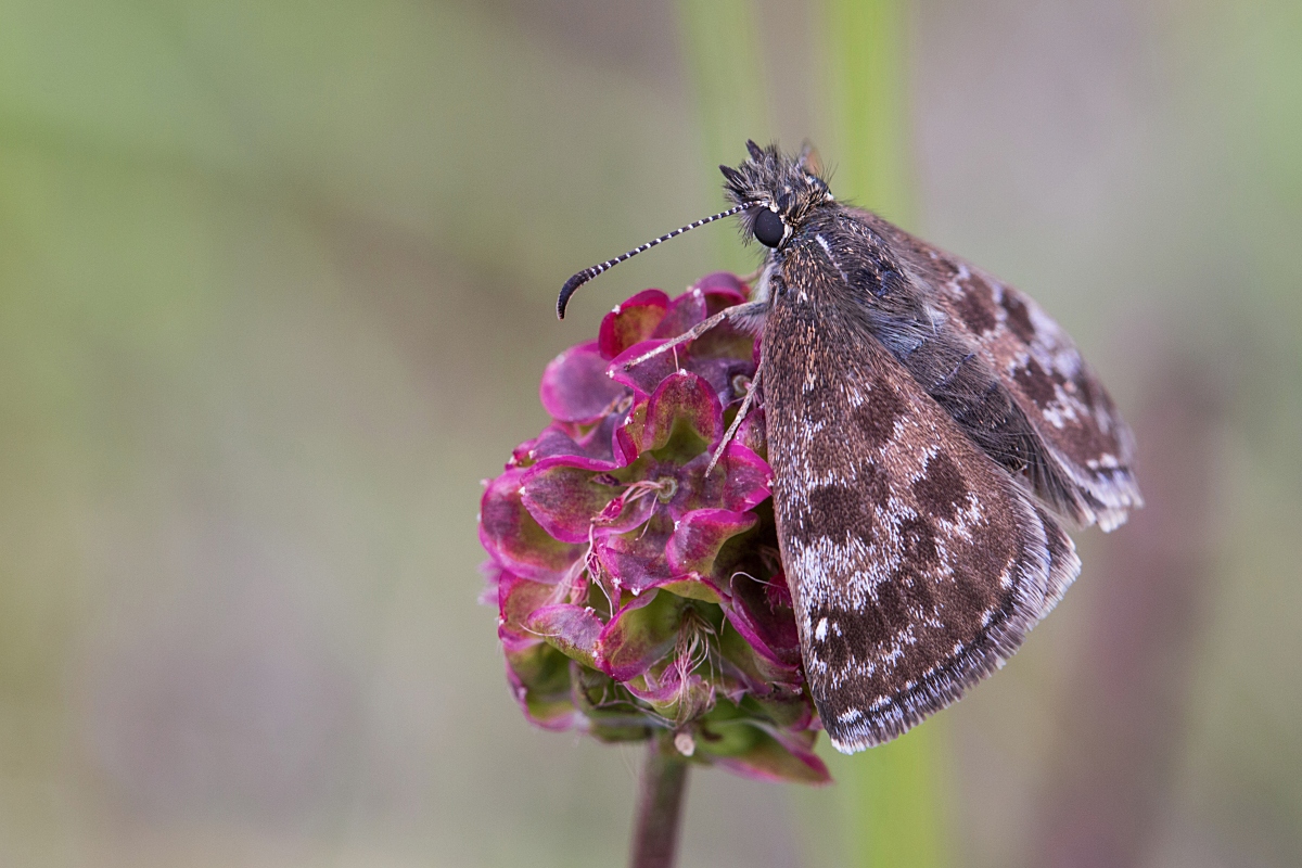 2018 IMG_1412 makroforum korr.jpg